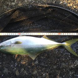 青物の活性が低い